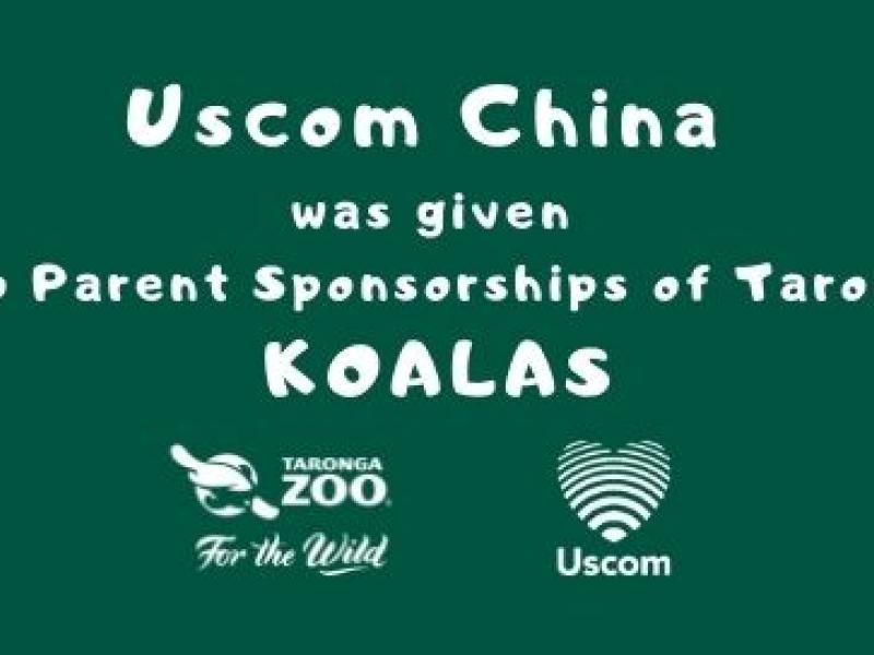Uscom China has Sponsored 2 Koalas in Taronga Zoo Sydney